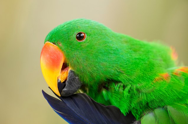 red sided parrot