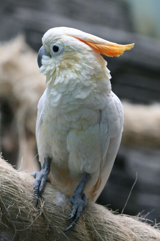 citron crested cockatoo