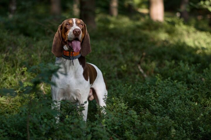 schwyz hound