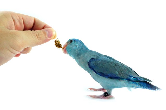 celestial parrotlet