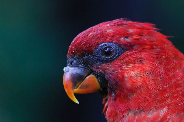 cardinal lory