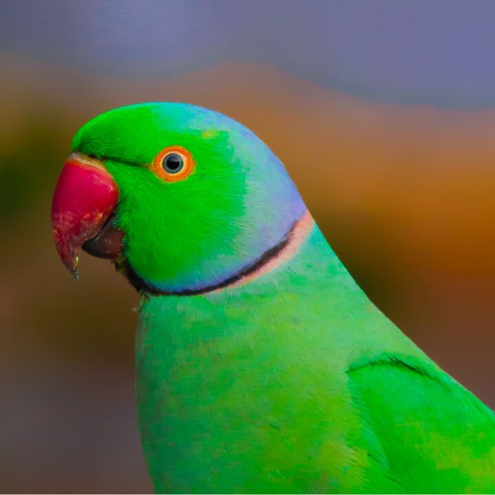 rose ringed parakeet