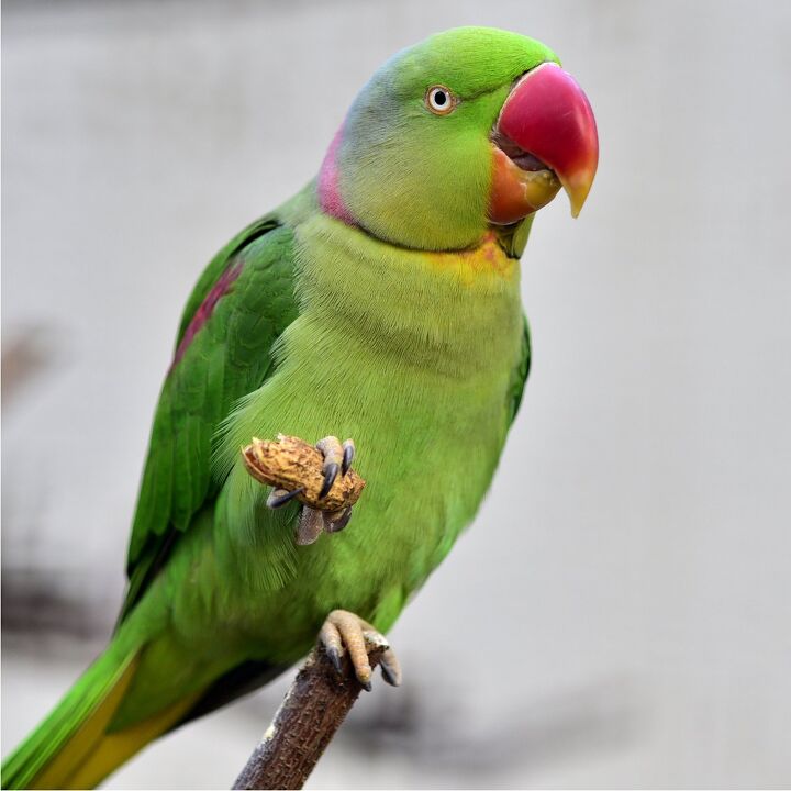 large indian parakeet