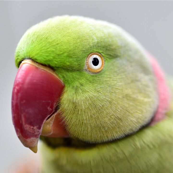 large indian parakeet