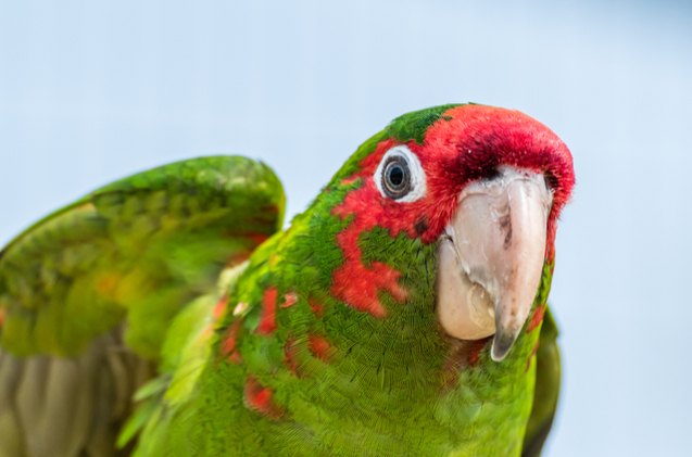 red masked parakeet