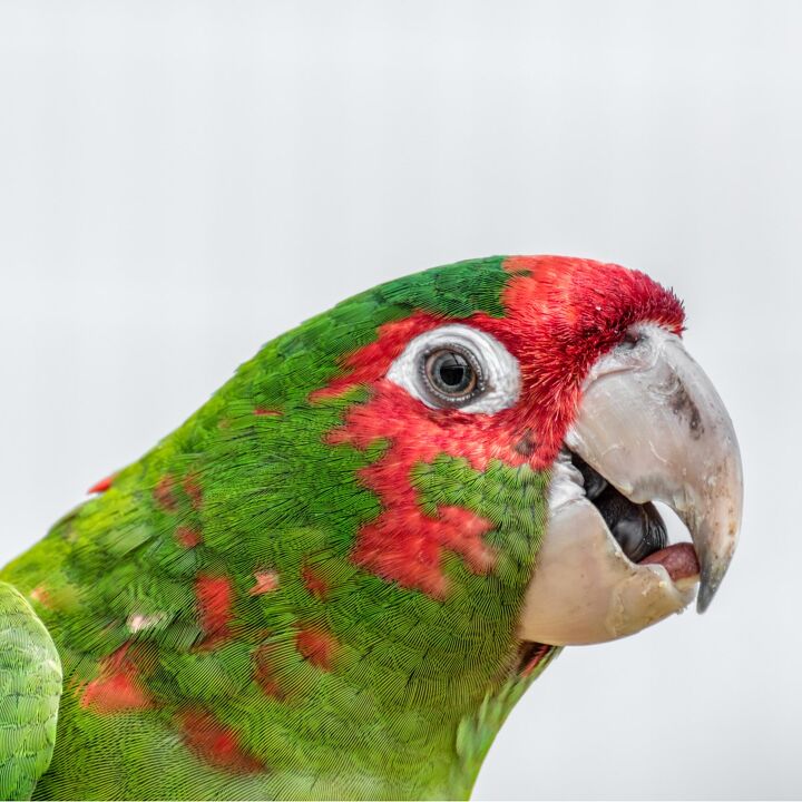 red masked parakeet