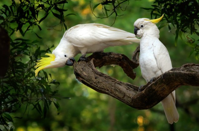 sulphur crested cockatoo