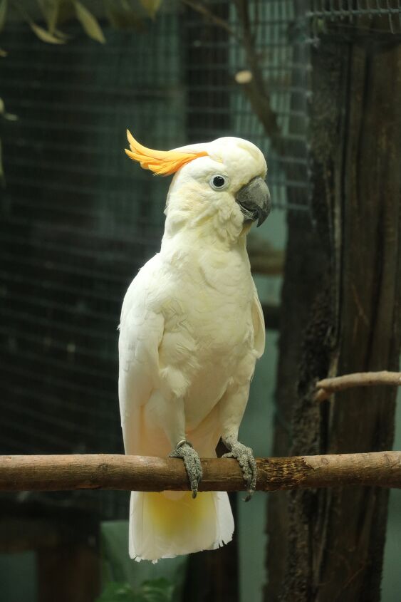 sulphur crested cockatoo