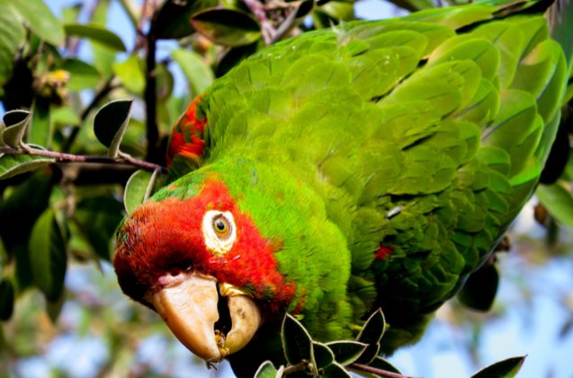 cherry headed conure