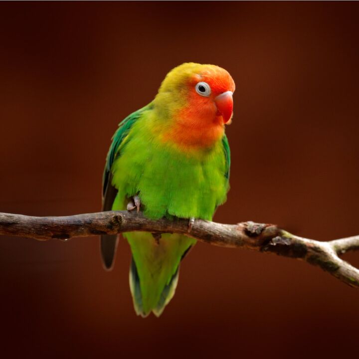 african lovebird