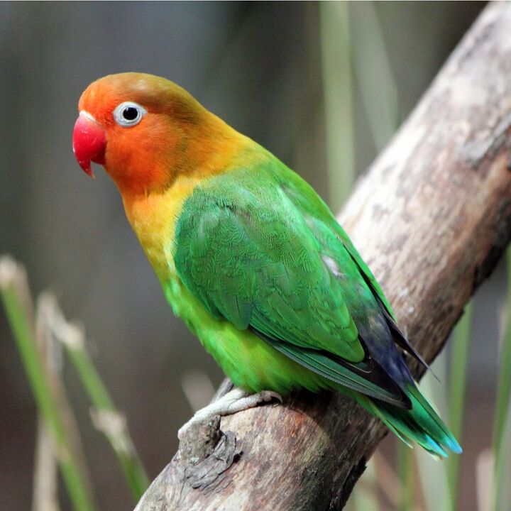 african lovebird