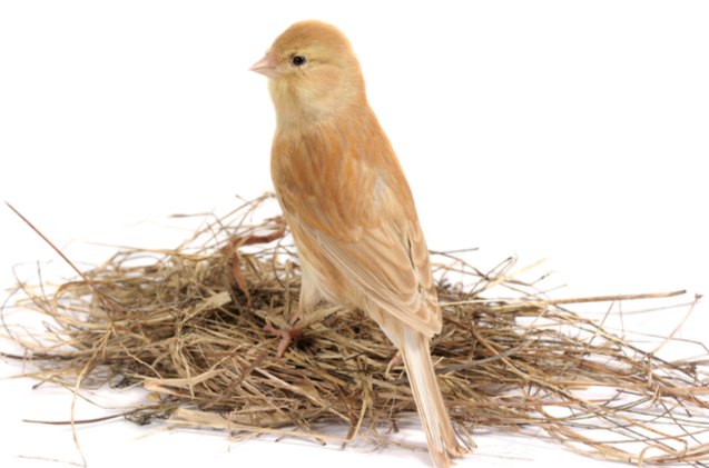 german roller canary