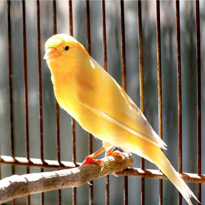 german roller canary