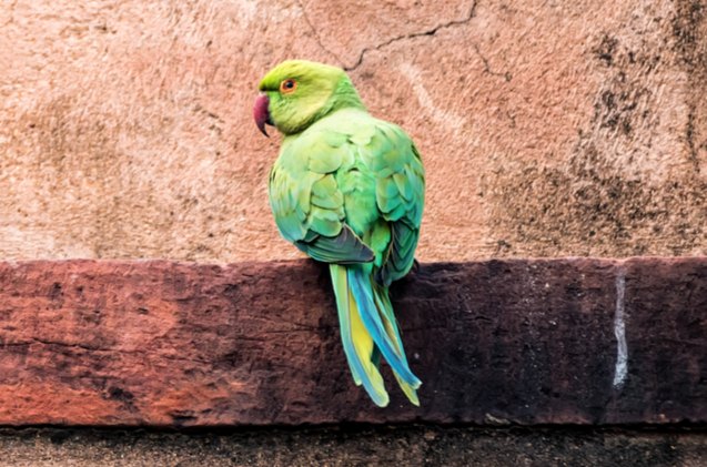 african ringneck parakeet