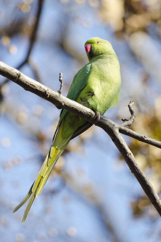 african ringneck parakeet