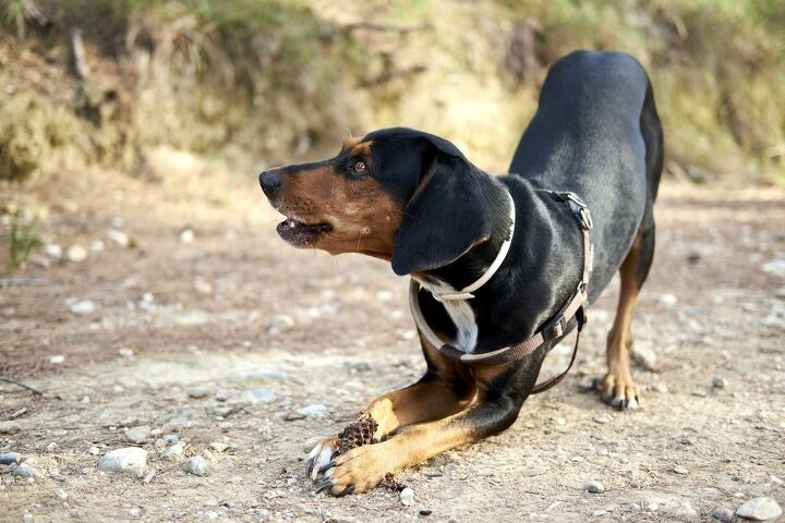 greek harehound