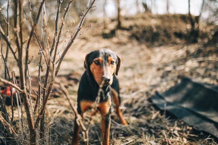 greek harehound