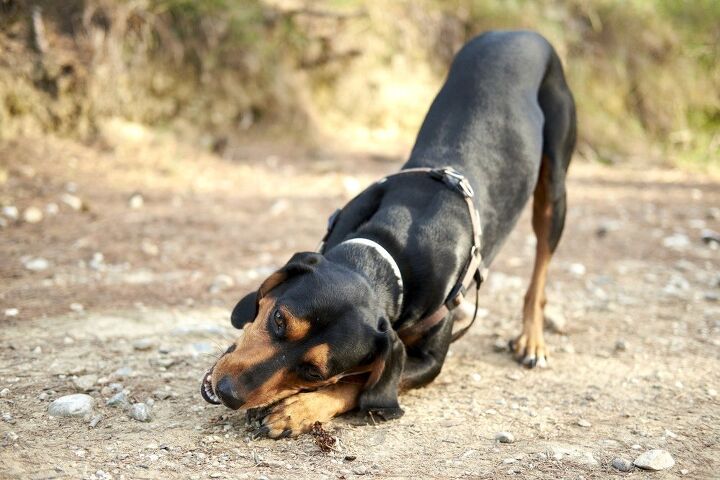 greek harehound