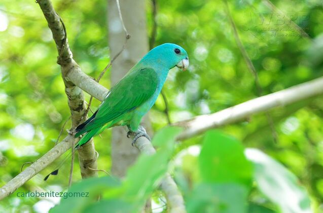 blue headed racket tail parrot