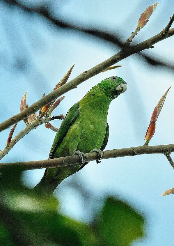 blue headed racket tail parrot