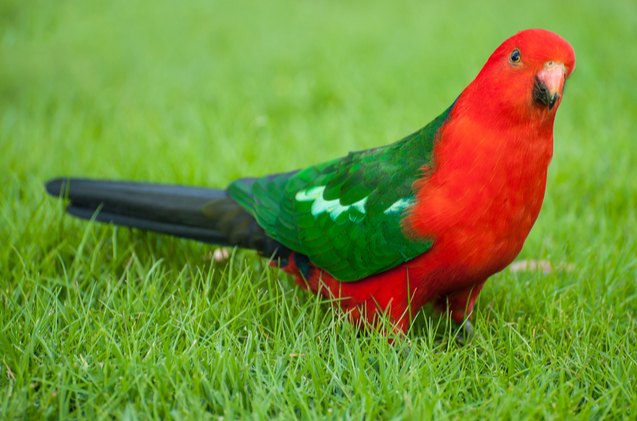 australian king parrot