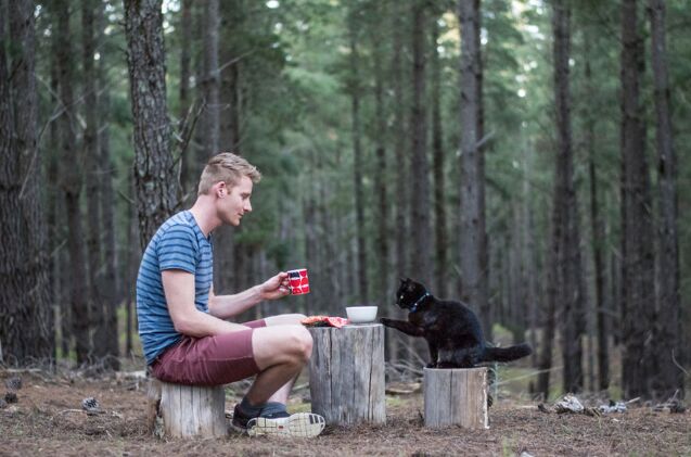 meet willow an aussie cat living her best van life