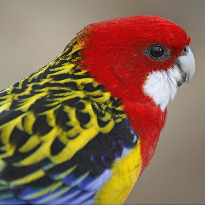 eastern rosella