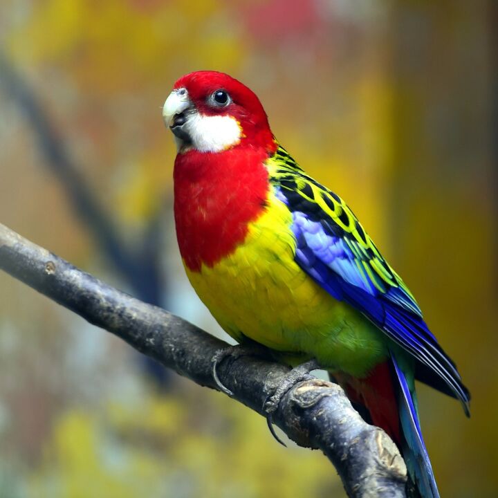 eastern rosella