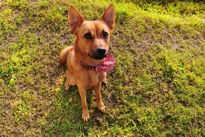 formosan mountain dog