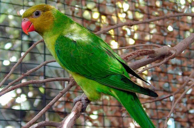 olive headed lorikeet