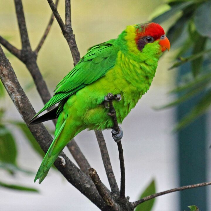 iris lorikeet