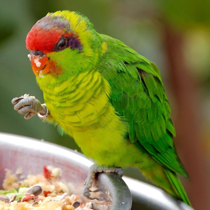 iris lorikeet