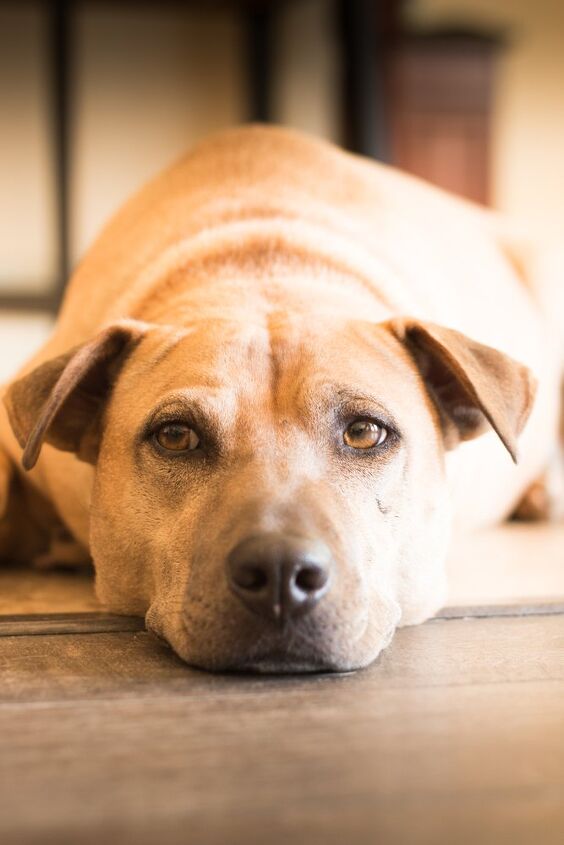 golden pei