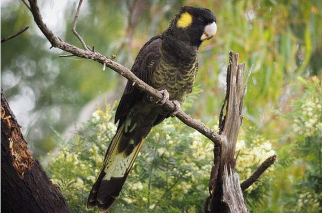 yellow tailed black cockatoo