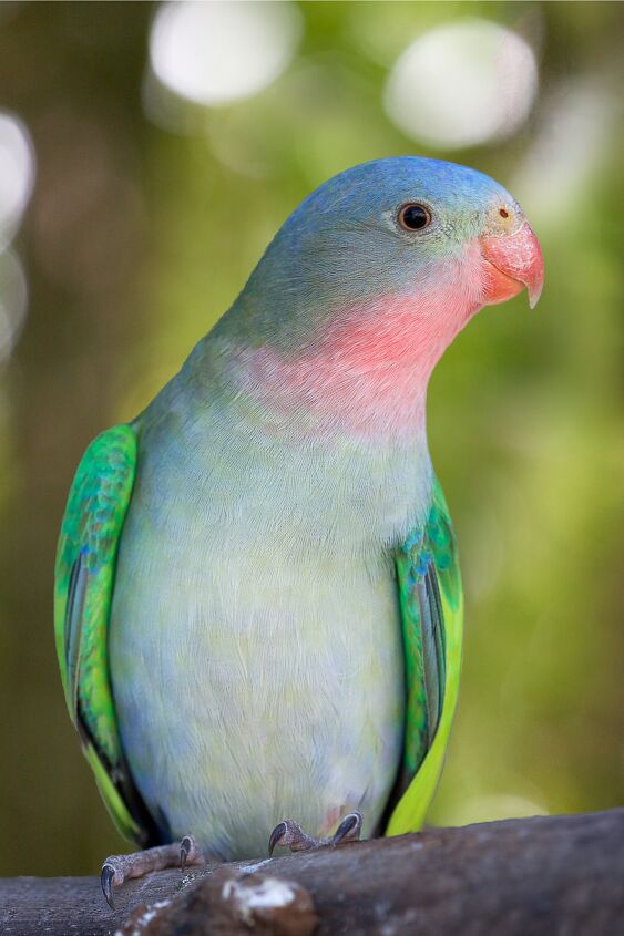 princess parrot