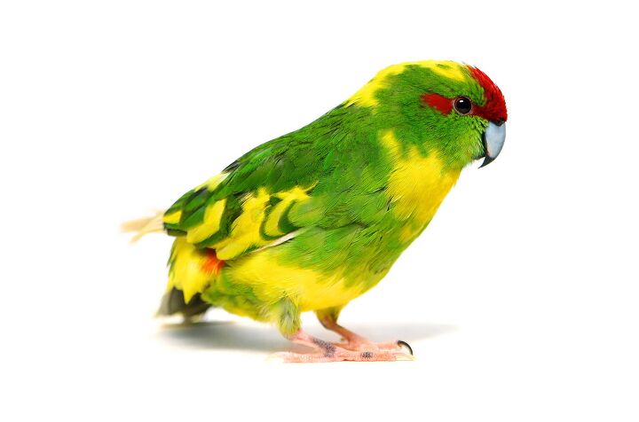 kakariki