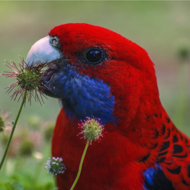 crimson rosella