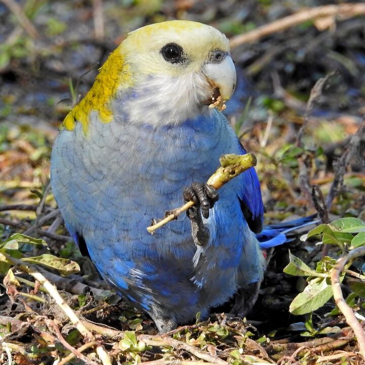 pale headed rosella