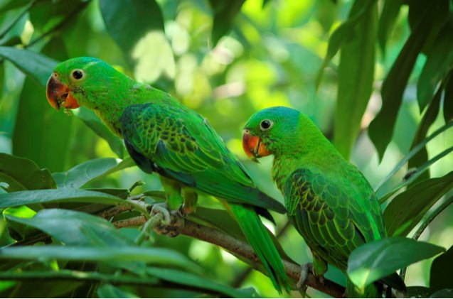 blue naped parrot