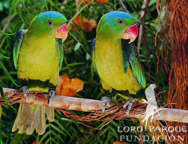 blue naped parrot