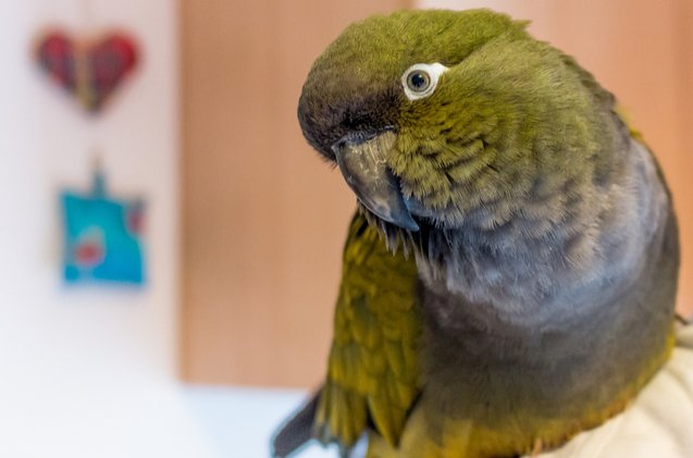 patagonian conure