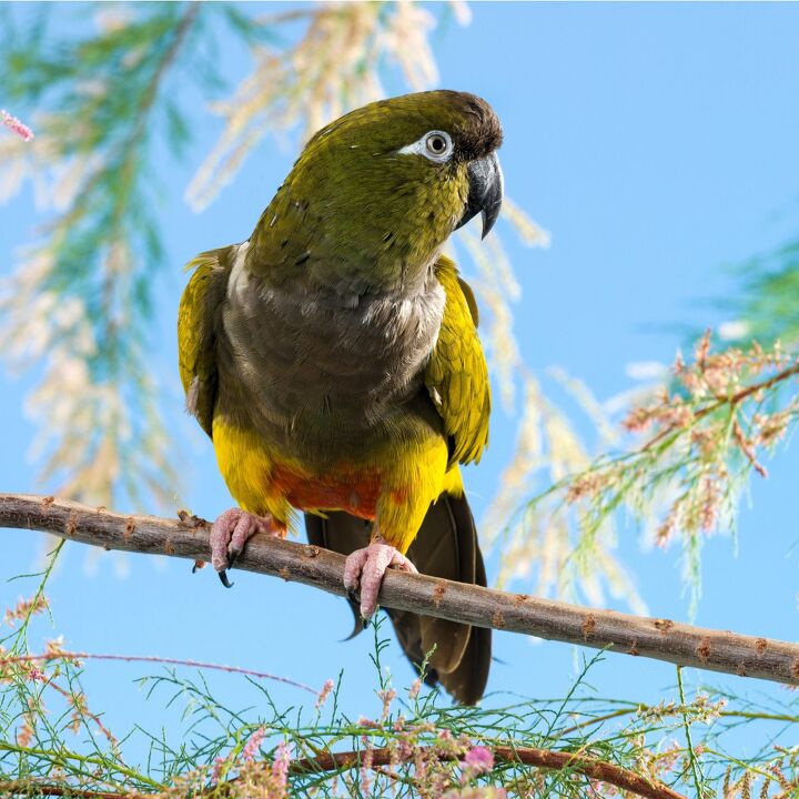 patagonian conure