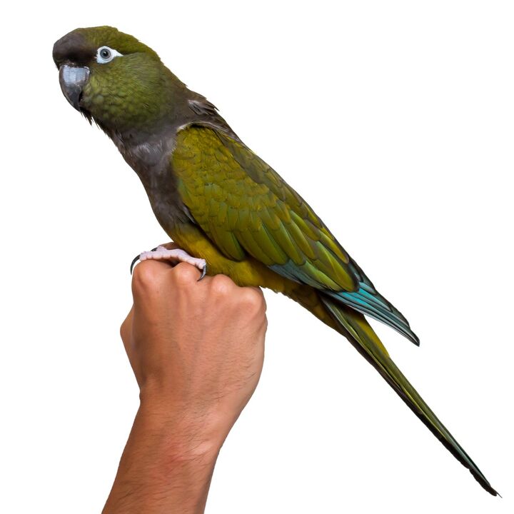 patagonian conure