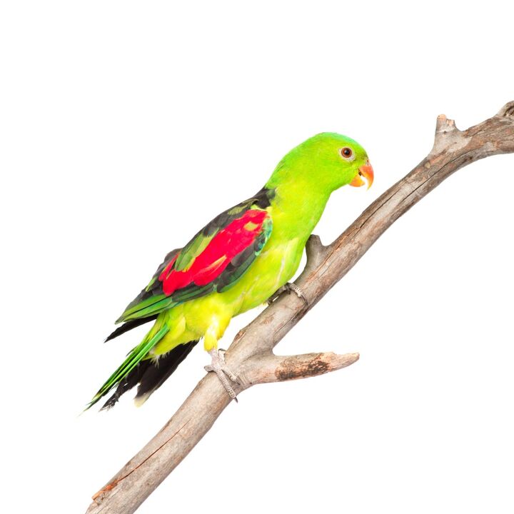 red winged parrot