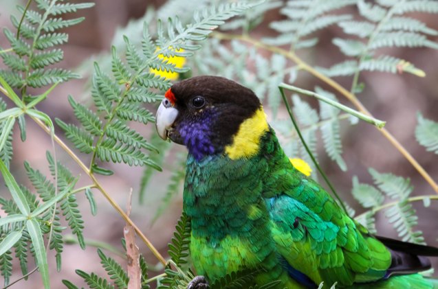 port lincoln parrot