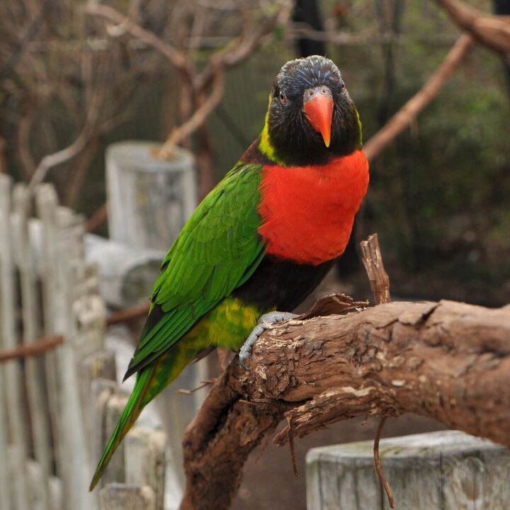 sunset lorikeet