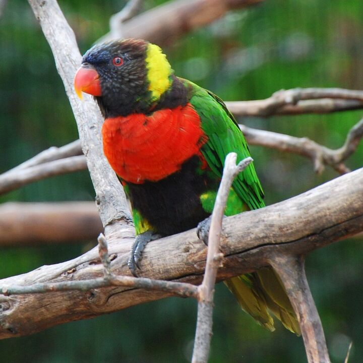 sunset lorikeet