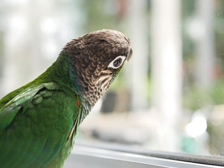 pearly conure