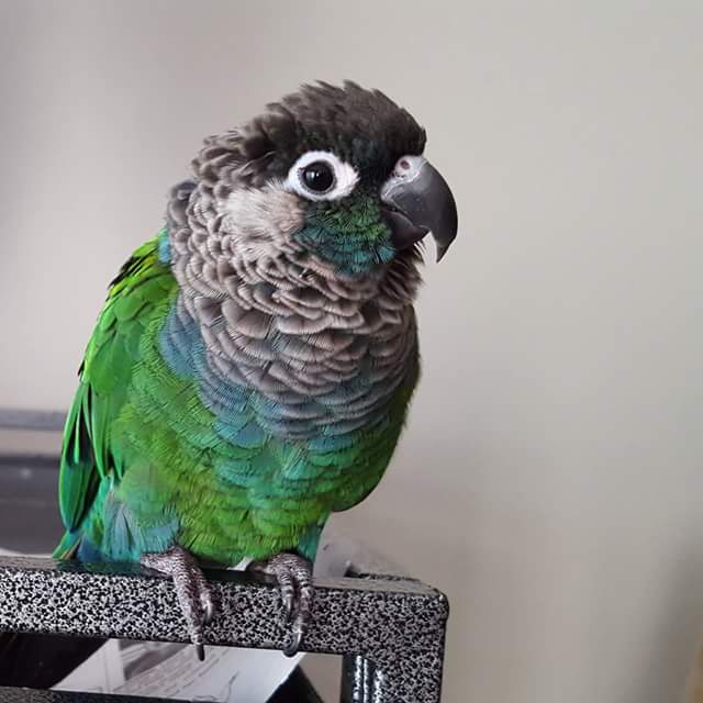 pearly conure