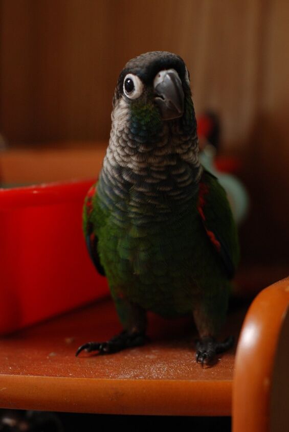 pearly conure